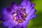 Bees takes nectar from the beautiful purple waterlily or lotus flower. Macro picture of bee and the flower