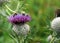 Bees in the Thistle - Party