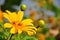 Bees on Tithonia diversifolia or Mexican sunflower weed