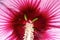 A bees viewpoint - closeup and shallow focus of giant pink hibiscus with white carpel and stamen with pollen on petals