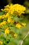 Bees and wasps collect nectar from yellow flowers on blurred background with bokeh. Natural background with insects on green lawn