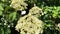 Bees on white flowers of a climbing hydrangea