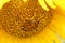 Bees work in blooming sunflowers in summer season.