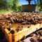 bees work on laying propolis in a hive. honey bees work in the hive.Generative AI