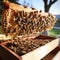 bees work on laying propolis in a hive. honey bees work in the hive.Generative AI