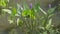 Bees at work pollinating Purple Pickerelweed flowers in murky pond