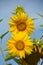 Bees work on sunflowers in Albany, Oregon