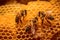 bees working on a honeycomb under soft light