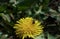 Bees in yellow flowers