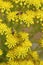 Bees on yellow flowers with a background blur