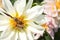 Bees on the yellow pistil of a white flower