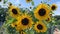 Bees and and Yellow Sunflowers in the Breeze