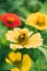 The bees are on the yellow Zinnia,