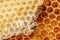 Beeswax - beeswax comb