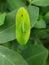 Beet armyworm injure on peanut.