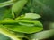 Beet armyworm injure on peanut.