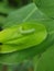 Beet armyworm injure on peanut.