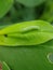 Beet armyworm injure on peanut.