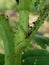 Beet armyworm injured on green mustard flower in VietNam.