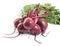 Beet, beetroot bunch on dark background, copy space