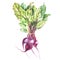 Beet, beetroot with leaves isolated, illustration hand drawn painted watercolor.