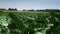 Beet field against blue sunny sky. Sugar green beet plants. Sugar beet cultivation in terrestrial climate. Sugar beet agriculture