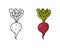 Beet with greens doodle icon. Linear and color version. Hand drawn simple illustration of beetroot with leaves. Contour isolated