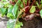 Beet growing in spring garden