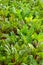 Beet growing in a vegetable garden