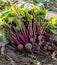 Beet Harvest From Garden