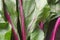 Beet leaves