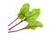 Beet leaves. Beetroot leaves, fresh beet leaf.