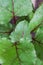 beet leaves. closeup of a backlit mangold leaf. fresh vegetables