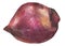 Beet, painted in watercoolor. hand drawn watercolor illustration of vegetable. Food