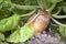 Beet plant in garden