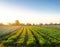 Beet plantations in the sunset light on the field. Growing organic vegetables. Eco-friendly products. Agriculture and farming.