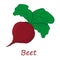 Beet. Raw Beetroot Vegetable. Fresh Beet Vegetable. Red Vegetable for Borscht Food. Fresh Natural Root Crop. Plant Food.