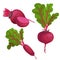 Beet roots set. Whole different beets with green leaves. Red organic vegetables. Vector illustrations