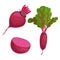 Beet roots set. Whole with green leaves, without leaves and half of beet. Red organic vegetables. Vector illustrations