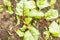 Beet seedlings on a bed in the garden.Ground beet shoots red purple stems. Garden plant green leaf. Farmers work. Spring