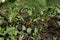 Beet seedlings growing in field on sunny day