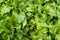 Beet seedlings grown in a garden after watering. Background. Texture beautiful leaves with water drops. Urban vegetable