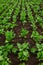 Beet seedlings planted. Vegetable garden, agriculture, rural, business