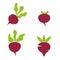 Beet vector illustration. Isolated vegetables on white background