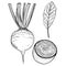 Beet in a vector style isolated. Black and white sketch. Beetroot Illustration. Vector vegetables