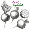 Beet vegetable set. Detailed engraved. Vintage hand drawn vector illustration realistic sketch