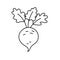 Beet. Vegetable sketch. Thin simple outline icon. Black contour line vector. Doodle hand drawn illustration