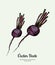 Beet vegetable vector isolate. Red whole beetroot. Vegetables hand drawn illustration. Food vegetarian sweet purple beet