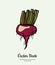 Beet vegetable vector isolate. Red whole beetroot. Vegetables hand drawn illustration. Food vegetarian sweet purple beet