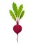 Beet vegetables growing. Plant showing root structure. Farm product for restaurant menu or market label. Organic and